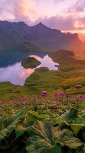mountain lake sunset flower field