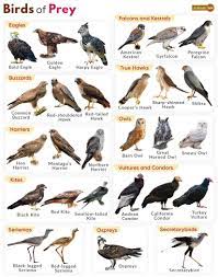 birds of prey definition list of