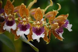 Quest'orchidea gialla è un regalo che non può lasciare indifferenti, ideale per donare luminosità agli spazi più bui. Orchidee Varieta Popolari Coltivazione E Cura Informazioni Generali 2021