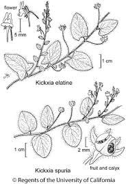 Kickxia elatine