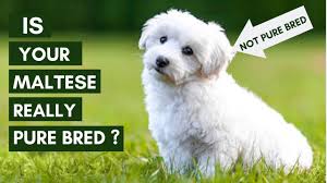 5 ways to identify your maltese puppy