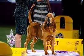 2022 Westminster Kennel Club dog show ...