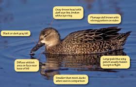Identifying Blue Winged Teal Green Winged Teal And