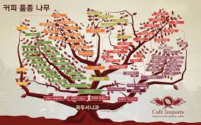 The Cafe Imports Coffee Family Tree, Now Available In Korean And Mandarin