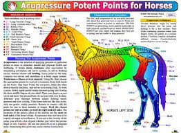 Horse Pressure Point Charts Equine Massage Therapy Horse