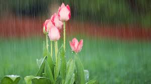 April Showers Bring May Flowers Origin – 1800Flowers Petal Talk