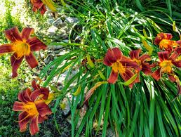 growing and caring for daylilies