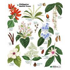 philippine native flowering trees