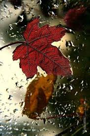‎اس پیج میں آپ کو اچھی کولٹی کے واٹس ایپ کے اسٹیٹس فری مل سکتے ہیں اگر اچھے لگیں تو پلیز لاٸک اور. Raining Wallpaper Cool Whatsapp Status 024 Autumn Rain Rain Wallpapers Autumn Leaves