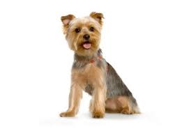 yorkshire terriers what s good about