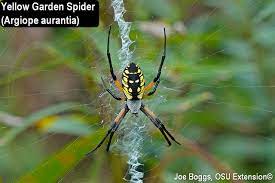 face spiders and other orb weavers