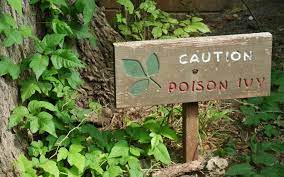your complete guide to poison ivy how