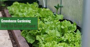 How To Grow Lettuce In A Greenhouse