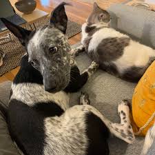 Get 5 pet sitter choices instantly, 24 x 7 personal care, better alternative to cat or dog hotel. Doggy Daycare In A Time Of Covid Our Cat Doesn T Want To Play With Her How Do You Feel About Taking Your Dog To Daycare Right Now Portland