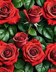 red rose wallpaper add your photos free
