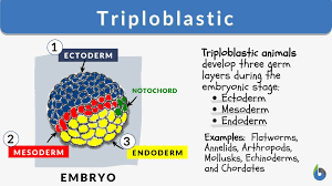 triploblastic definition and exles
