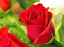 Gambar bunga mawar merah (sumber: Free Download 6 Gambar Bunga Mawar Cantik Cocok Untuk Wallpaper Gambar Animasi 1353x1003 For Your Desktop Mobile Tablet Explore 23 Bagi Wallpaper
