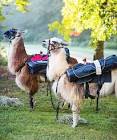 At Sherwood Forest Golf Club, Let a Llama Be Your Caddie | Our State
