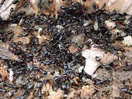 How To Get Rid Of Ants From Your Garden