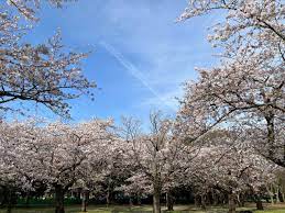 代々木公園の花見・桜情報【2024】｜ウェザーニュース