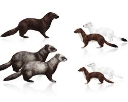 Polecats and ferrets interbreed to produce fertile offspring. Tutorial Weasels Stoats Polecats Minks Ferret By Monikazagrobelna On Deviantart