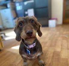 wire haired dachshund dogs for adoption