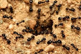 The Difference Between Carpenter Ants &amp; Black Ants | The Exterminators