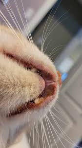 swollen lip in cats the 3 main causes