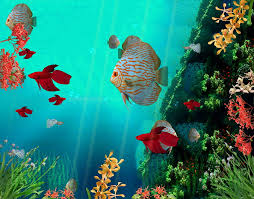 3d fish hd wallpapers pxfuel