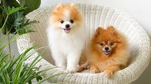 common health problems in pomeranians