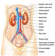 Sistem urinarius sistem urinarius terdiri dari ginjal mengeluarkan urine ureter menyalurkan urine ke urinaria kandung kemih vesica urinaria penampung urine. Https Repository Unimal Ac Id 3183 1 Sistem 20urinaria Pdf
