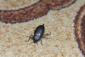 carpet beetle stock photos royalty