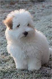 The latest tweets from coton football club (@cotonfc). So Cute Little Coton De Tulear Puppy Dog Journal 150 Page Lined Notebook Diary Amazon De Creations Cs Fremdsprachige Bucher