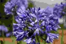 Immagine vaso fiori viola 30x30 cm. I Fiori Azzurri Piu Belli Da Conoscere Per Tutte Le Stagioni