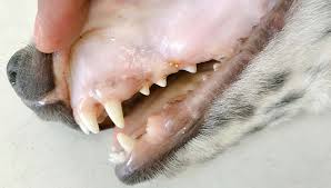 pale gums in dogs what it means and