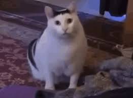 cat shocked cat mouth open gif cat