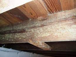Mold Is Typically Found In Crawlspaces