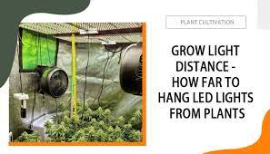 how far to hang led lights from plants