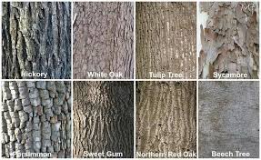 Tree Bark Tree Bark Identification Tree Id Hickory Tree