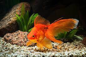 Pond Fish Spotlight Fantail Fitz S