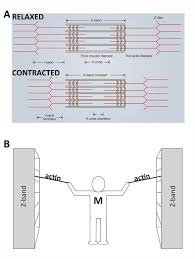 Sliding Filament Theory Sarcomere Muscle Contraction