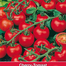 tomaat lycopersicon lycopersi