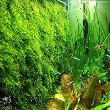 decorative luffy aquatic moss wall floor mesh kit create a lush living plant m