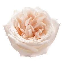 Garden Rose White O Hara