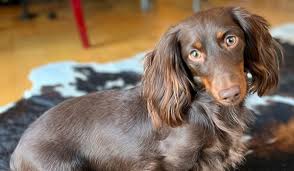 miniature long haired dachshund dog