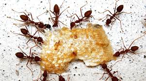 comment se débarrer des fourmis
