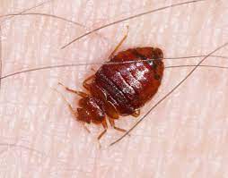 bed bugs in your hotel what to do