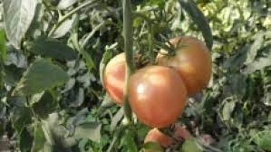 Нашите продукти за справяне с болести и неприятели при доматите. Bolesti Pri Domatite Prichineni Ot Nedostig Ili Izlishk Na Azot Agri Bg