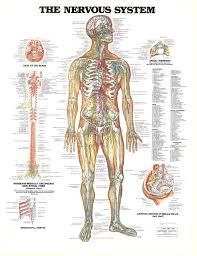 Anatomical Chart Sva Library Picture Periodicals Collections