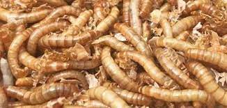 raising and breeding mealworms pet